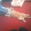 Подробнее об объявлении «Пропала собака кобель Сысерть» Фото: пропала собака  «Пропала собака кобель Сысерть» в г. Сысерть