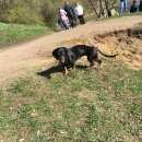 Подробнее об объявлении «Пропала собака Санкт-Петербург» Фото: пропала собака Такса «Пропала собака Санкт-Петербург» в г. Санкт-Петербург