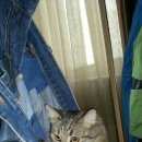 Подробнее об объявлении «Подольск Пропала кошка» Фото: пропала кошка  «Подольск Пропала кошка» в г. Подольск