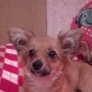 Подробнее об объявлении «Пропала собака Новосибирск» Фото: пропала собака Той-терьер «Пропала собака Новосибирск» в г. Новосибирск