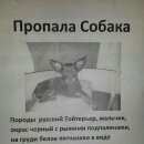 Подробнее об объявлении «Пропал кот собака кобель русский тойтерьер г. Краснодар» Фото: пропала кошка Русский той-терьер «Пропал кот собака кобель русский тойтерьер г....» в г. Краснодар
