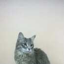 Подробнее об объявлении «Найдена кошка найдет серый кот Оренбург» Фото: найдена кошка  «Найдена кошка найдет серый кот Оренбург» в г. Оренбург