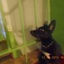 Подробнее об объявлении «Киров (Кировская обл.) Найдена собака» Фото: найдена собака  «Киров (Кировская обл.) Найдена собака» в г. Киров (Кировская обл.)