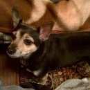 Подробнее об объявлении «Пропала собака помогите Нижний Новгород» Фото: пропала собака Той-терьер «Пропала собака помогите Нижний Новгород» в г. Нижний Новгород