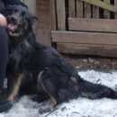 Подробнее об объявлении «Пропала собака Нижний Новгород» Фото: пропала собака  «Пропала собака Нижний Новгород» в г. Нижний Новгород