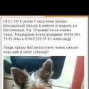 Подробнее об объявлении «Москва Пропала собака кобель» Фото: пропала собака Йоркширский терьер «Москва Пропала собака кобель» в г. Москва