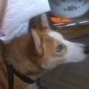 Подробнее об объявлении «Михнево Найдена собака» Фото: найдена собака  «Михнево Найдена собака» в г. Михнево