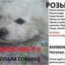 Подробнее об объявлении «Щелково Пропала собака» Фото: пропала собака Бишон-фриз «Щелково Пропала собака» в г. Щелково