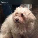 Подробнее об объявлении «Красноярск Найдена собака кобель» Фото: найдена собака  «Красноярск Найдена собака кобель» в г. Красноярск