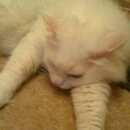 Подробнее об объявлении «Пропала кошка Воскресенск» Фото: пропала кошка  «Пропала кошка Воскресенск» в г. Воскресенск