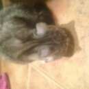 Подробнее об объявлении «Найдена кошка кот или кошка Москва» Фото: найдена кошка  «Найдена кошка кот или кошка Москва» в г. Москва