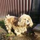 Подробнее об объявлении «Шатура Найдена собака кобель» Фото: найдена собака Американский кокер-спаниель «Шатура Найдена собака кобель» в г. Шатура