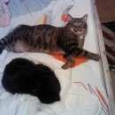 Подробнее об объявлении «Пропал кот   Реутов» Фото: пропала кошка  «Пропал кот   Реутов» в г. Реутов