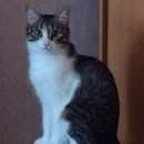 Подробнее об объявлении «Пропала кошка Оренбург» Фото: пропала кошка  «Пропала кошка Оренбург» в г. Оренбург