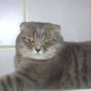 Подробнее об объявлении «Пропала кошка помогите, Кемерово» Фото: пропала кошка >  Скоттиш фолд (шотландская вислоухая) и  скоттиш страйт «Пропала кошка помогите, Кемерово» в г. Кемерово