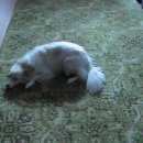 Подробнее об объявлении «Пропала собака Орехово-Зуево» Фото: пропала собака  «Пропала собака Орехово-Зуево» в г. Орехово-Зуево