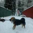 Подробнее об объявлении «Пропала собака кобель Королев» Фото: пропала собака  «Пропала собака кобель Королев» в г. Королев