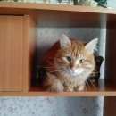 Подробнее об объявлении «Воронеж Пропал кот» Фото: пропала кошка  «Воронеж Пропал кот» в г. Воронеж
