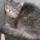 Подробнее об объявлении «Найден кот Оренбург» Фото: найдена кошка  «Найден кот Оренбург» в г. Оренбург