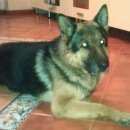 Подробнее об объявлении «Пропала собака кобель вечером 24 декабря в начале ул. шевченко (частный сектор, недалеко от...» Фото: пропала собака Немецкая овчарка «Пропала собака кобель вечером 24 декабря в...» в г. Смоленск