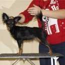 Подробнее об объявлении «Пропала собака внимание   большая просьба распространите как можно больше  Омск» Фото: пропала собака Русский той-терьер «Пропала собака внимание   большая просьба...» в г. Омск