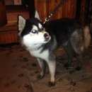 Подробнее об объявлении «Красноярск Найдена собака кобель» Фото: найдена собака  «Красноярск Найдена собака кобель» в г. Красноярск