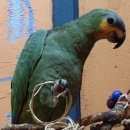 Подробнее об объявлении «Санкт-Петербург Пропал попугай амазон венесуэльский» Фото: пропало другое животное  «Санкт-Петербург Пропал попугай амазон...» в г. Санкт-Петербург