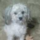 Подробнее об объявлении «Пропала собака кобель  пожалуйста помогите Смоленск» Фото: пропала собака Китайская хохлатая собака «Пропала собака кобель  пожалуйста помогите...» в г. Смоленск