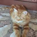 Подробнее об объявлении «Подольск Пропал кот рыжий кот хося» Фото: пропала кошка  «Подольск Пропал кот рыжий кот хося» в г. Подольск