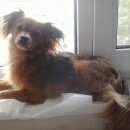 Подробнее об объявлении «Пропала собака Новосибирск» Фото: пропала собака Той-терьер «Пропала собака Новосибирск» в г. Новосибирск