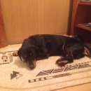 Подробнее об объявлении «Белгород Найдена собака кобель ягдтерьер» Фото: найдена собака Ягд-терьер «Белгород Найдена собака кобель ягдтерьер» в г. Белгород