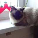 Подробнее об объявлении «Пропала кошка Великий Новгород (Новгород)» Фото: пропала кошка Сиамская «Пропала кошка Великий Новгород (Новгород)» в г. Великий Новгород (Новгород)