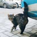 Подробнее об объявлении «Найдена кошка Санкт-Петербург» Фото: найдена кошка  «Найдена кошка Санкт-Петербург» в г. Санкт-Петербург