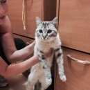 Подробнее об объявлении «Найдена кошка Ханты-Мансийск» Фото: найдена кошка  «Найдена кошка Ханты-Мансийск» в г. Ханты-Мансийск