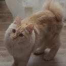 Подробнее об объявлении «Пропал кот Софрино» Фото: пропала кошка Курильский бобтейл «Пропал кот Софрино» в г. Софрино