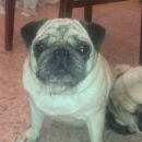 Подробнее об объявлении «Найдена собака мопс Краснодар» Фото: найдена собака Мопс «Найдена собака мопс Краснодар» в г. Краснодар