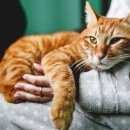 Подробнее об объявлении «Нижний Новгород Пропал кот» Фото: пропала кошка Курильский бобтейл «Нижний Новгород Пропал кот» в г. Нижний Новгород