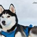 Подробнее об объявлении «Липецк Пропала собака кобель г.» Фото: пропала собака Сибирская хаски «Липецк Пропала собака кобель г.» в г. Липецк