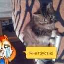 Подробнее об объявлении «Пермь Пропала кошка» Фото: пропала кошка  «Пермь Пропала кошка» в г. Пермь