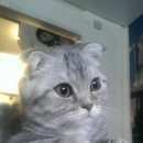 Подробнее об объявлении «Челябинск Пропало домашнее животное кот» Фото: пропало другое животное Шотландская вислоухая «Челябинск Пропало домашнее животное кот» в г. Челябинск