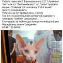Подробнее об объявлении «Пропала кошка Ростов-на-Дону» Фото: пропала кошка Канадский сфинкс «Пропала кошка Ростов-на-Дону» в г. Ростов-на-Дону