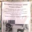 Подробнее об объявлении «Найдена собака нижняя терраса Ульяновск» Фото: найдена собака Той-терьер «Найдена собака нижняя терраса Ульяновск» в г. Ульяновск