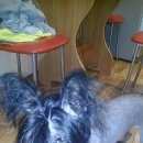 Подробнее об объявлении «Красноярск Найдена собака» Фото: найдена собака  «Красноярск Найдена собака» в г. Красноярск