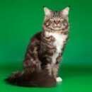 Подробнее об объявлении «Пропал кот Верхняя Пышма» Фото: пропала кошка Мейн-кун «Пропал кот Верхняя Пышма» в г. Верхняя Пышма