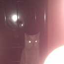 Подробнее об объявлении «Чехов Пропала кошка» Фото: пропала кошка Шотландская вислоухая «Чехов Пропала кошка» в г. Чехов