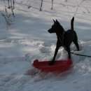 Подробнее об объявлении «Пропала собака Самара» Фото: пропала собака  «Пропала собака Самара» в г. Самара