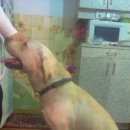 Подробнее об объявлении «Красноярск Найдена собака кобель лабрадор кобель» Фото: найдена собака Лабрадор ретривер «Красноярск Найдена собака кобель лабрадор кобель» в г. Красноярск