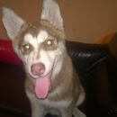 Подробнее об объявлении «Пропала собака Новосибирск» Фото: пропала собака Сибирская хаски «Пропала собака Новосибирск» в г. Новосибирск