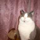 Подробнее об объявлении «Воронеж Пропал кот» Фото: пропала кошка  «Воронеж Пропал кот» в г. Воронеж