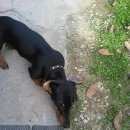 Подробнее об объявлении «Пропала собака кобель Краснодар» Фото: пропала собака Такса «Пропала собака кобель Краснодар» в г. Краснодар